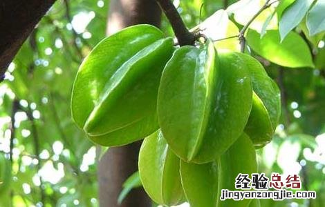 杨桃怎样吃好 杨桃怎么吃最好