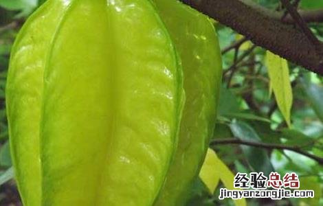 杨桃怎样吃好 杨桃怎么吃最好