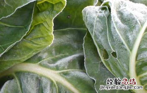 牛皮菜的做法大全 牛皮菜的做法大全图片