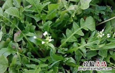 菱角的做法大全窍门 菱角菜的做法大全