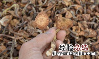 榛蘑怎么挑选 榛蘑怎么挑选新鲜的