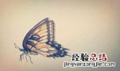 昆虫有哪些 有什么昆虫