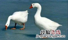 大白鹅怎样杀最好 杀大白鹅的操作步骤