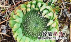 野生瓦松有毒吗能吃吗 野生瓦松有毒吗
