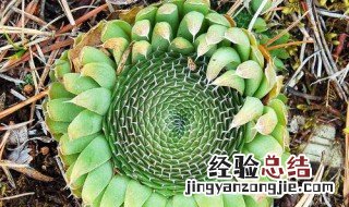 野生瓦松有毒吗能吃吗 野生瓦松有毒吗