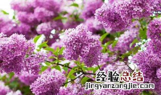 紫丁香栽植 种植紫丁香的方法