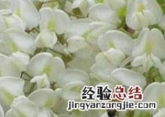 卡其马蹄花作用功效 卡其花的作用与功效