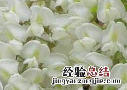 卡其马蹄花作用功效 卡其花的作用与功效