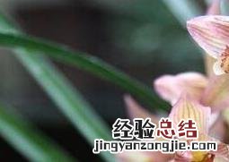 兰花的功效与作用及禁忌 葩兰花的功效