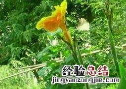 芭蕉花的药用价值 芭蕉花的药用功效