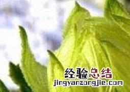 雪莲花的食用方法与功效 雪莲花的功效和用法