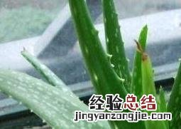 所有的芦荟都能吃吗 芦荟都能吃吗