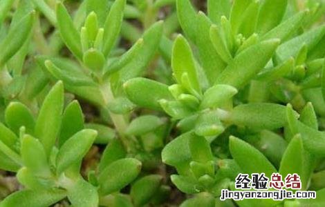 垂盆草有什么作用怎么吃 垂盆草怎么吃才好