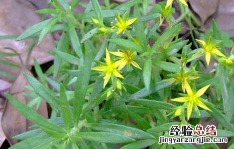 垂盆草有什么作用怎么吃 垂盆草怎么吃才好