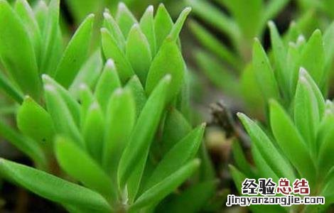 垂盆草有什么作用怎么吃 垂盆草怎么吃才好