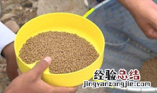 粘麻团钓法 粘麻团的钓法