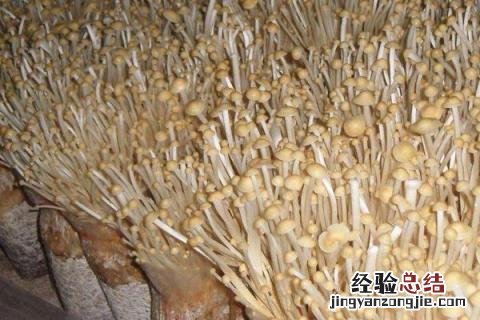 菌菇有几种名字和图片 菌菇有几种