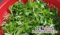 野生枸杞芽的吃法 枸杞芽的吃法