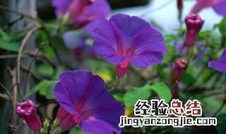 牵牛花五言诗句 牵牛花五言诗句有哪些