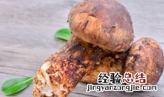 松茸哪些人不能吃 松茸哪三类人不能吃