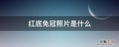 红底免冠照片是什么意思 红底免冠照片是什么