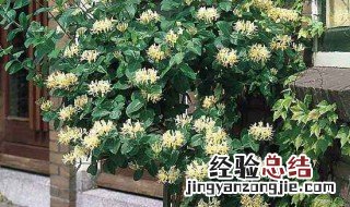 海棠能不能往家里院子种 海棠可以种在院子里吗