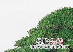 榕树的养殖方法和注意事项养殖日记 养殖榕树的注意事项