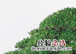 榕树的养殖方法和注意事项养殖日记 养殖榕树的注意事项