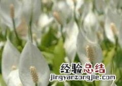 一帆风顺的养殖方法与注意事项 一帆风顺养殖方法与技巧