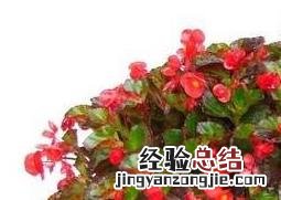 四季海棠的养殖方法与注意事项 四季海棠的养殖方法与注意事项图片