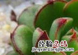 丹尼尔怎么养 丹尼尔长大后