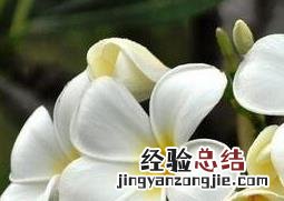 鸡蛋花的养殖方法与注意事项有哪些 鸡蛋花的养殖方法与注意事项
