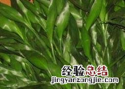 观音富贵竹叶子发黄怎么办 富贵竹叶子发黄怎么办