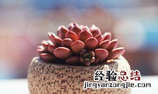 生根粉用多了怎么补救 生根粉用量用多了会怎么样