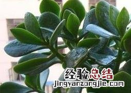 养殖玉树的方法技巧和注意事项有哪些 养殖玉树的方法技巧和注意事项