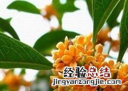 桂花的用处有哪些作用 桂花的用处有哪些