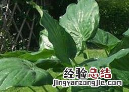室内滴水观音叶子发黄怎么办 滴水观音叶子发黄怎么办