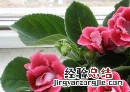 能净化室内空气的植物有哪些图片 能净化室内空气的植物有哪些
