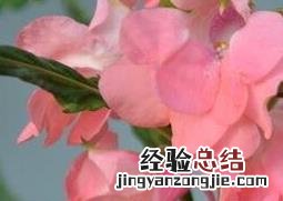 凤仙花的药用价值与功效图片 凤仙花的药用价值与功效