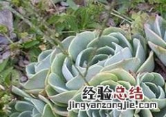 石莲花的功效与作用 石莲花的功效与作用及食用方法
