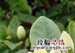 含笑花的养殖方法与注意事项 含笑花的养殖方法与注意事项视频