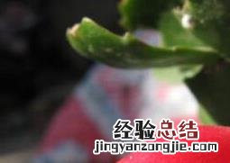 毛蟹爪兰烂根怎么办 蟹爪兰烂根怎么办?什么原因?