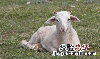 杀羊怎么杀 怎么杀羊