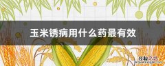 玉米锈病怎样用药 玉米锈病用什么药最有效