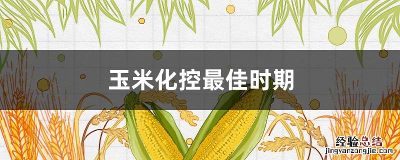 玉米最佳控旺期 玉米化控最佳时期