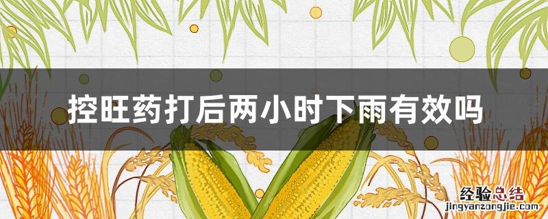 玉米控旺药打后两小时下雨有效吗 控旺药打后两小时下雨有效吗