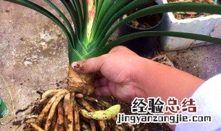 花草换盆洗根有必要吗 花换盆根部去土吗