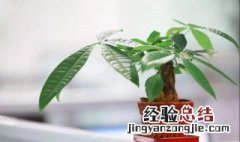 发财树不可以晒太阳吗 小发财树可以晒太阳吗