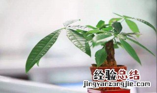 发财树不可以晒太阳吗 小发财树可以晒太阳吗