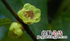 腊梅种子什么时候成熟 腊梅的种子什么时候成熟